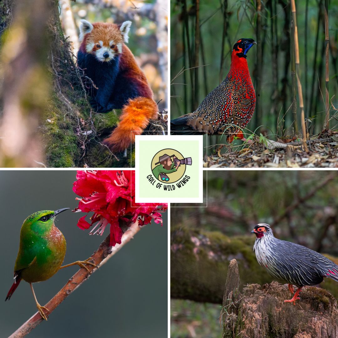 RED PANDA & BIRDING EXPEDITION